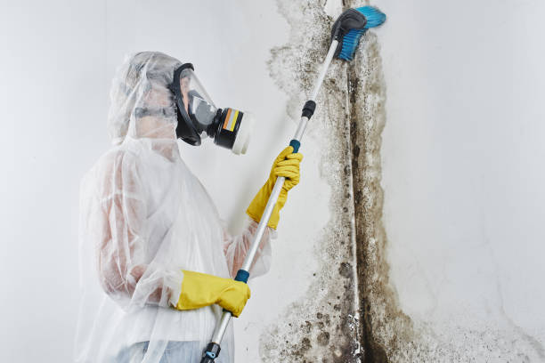 Professional Mold Removal in Clay, CA